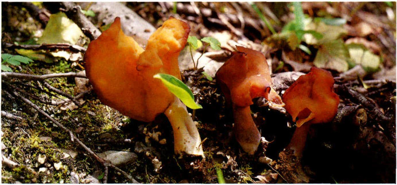 Gyromitra infula(Schaeff.:Fr.)Quel.